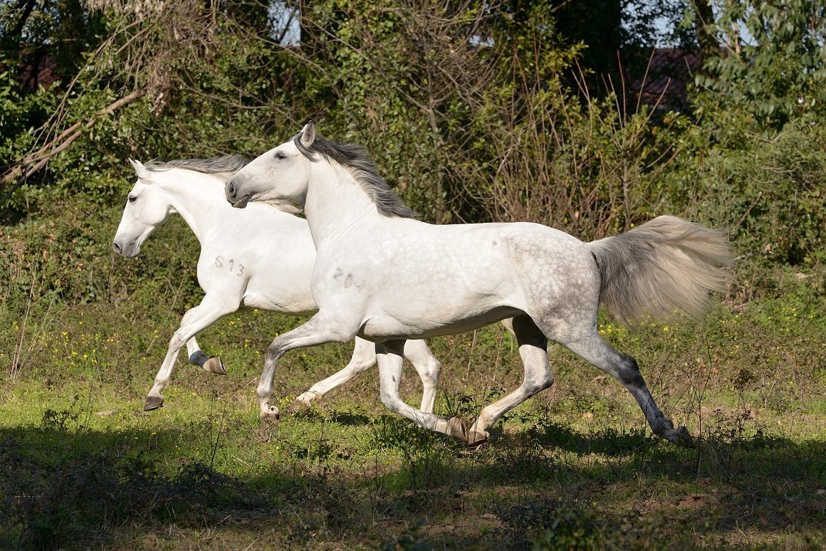 Você sabe o que é um cavalo puro sangue? Descubra aqui!