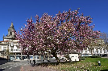 Magnólias em flor anunciam a chegada da Primavera - Portal de notícias do  Porto. Ponto.